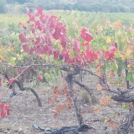 Gite Dans Ancienne Bergerie En Pleine Garrigue Fraissé-des-Corbières Buitenkant foto