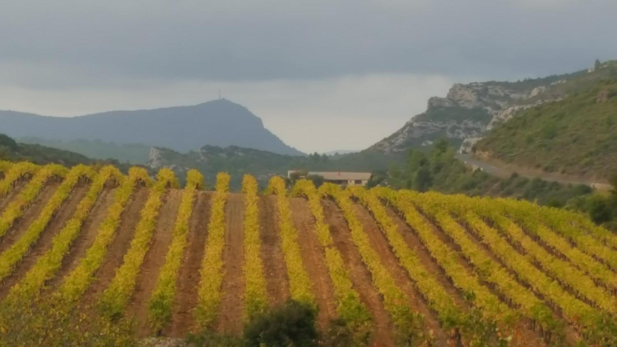 Gite Dans Ancienne Bergerie En Pleine Garrigue Fraissé-des-Corbières Buitenkant foto